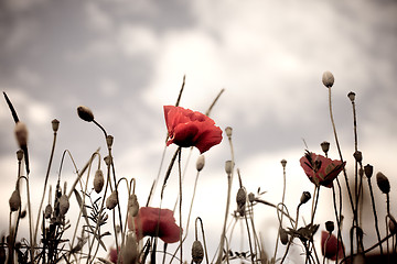 Image showing Corn Poppy Flowers Papaver rhoeas