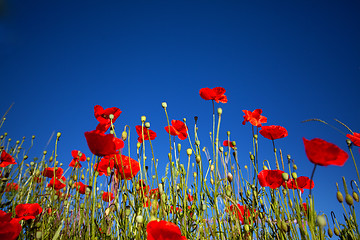 Image showing Corn Poppy Flowers Papaver rhoeas