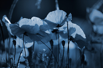 Image showing Corn Poppy Flowers Papaver rhoeas