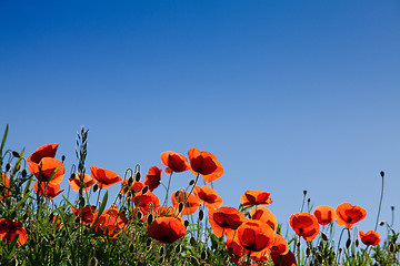 Image showing Corn Poppy Flowers Papaver rhoeas