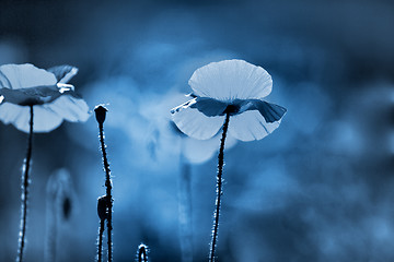 Image showing Corn Poppy Flowers Papaver rhoeas