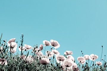 Image showing Corn Poppy Flowers Papaver rhoeas