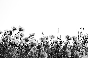 Image showing Corn Poppy Flowers Papaver rhoeas