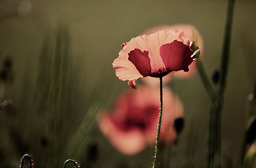 Image showing Corn Poppy Flowers Papaver rhoeas