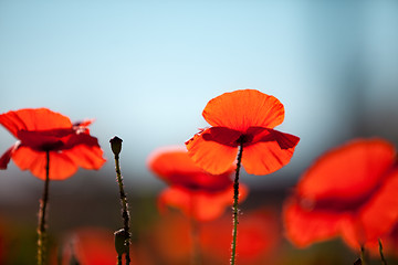 Image showing Corn Poppy Flowers Papaver rhoeas