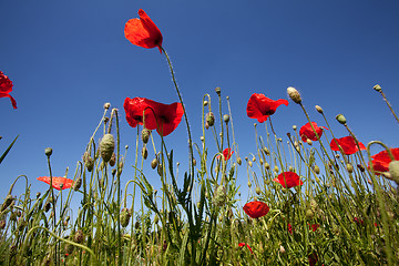 Image showing Corn Poppy Flowers Papaver rhoeas