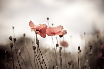 Image showing Corn Poppy Flowers Papaver rhoeas