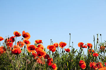 Image showing Corn Poppy Flowers Papaver rhoeas