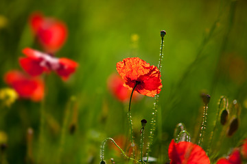 Image showing Corn Poppy Flowers Papaver rhoeas