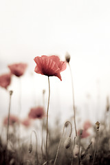 Image showing Corn Poppy Flowers Papaver rhoeas