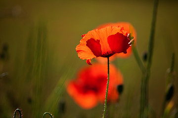 Image showing Corn Poppy Flowers Papaver rhoeas