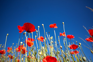 Image showing Corn Poppy Flowers Papaver rhoeas