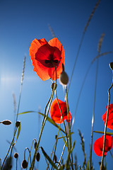 Image showing Corn Poppy Flowers Papaver rhoeas