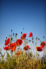 Image showing Corn Poppy Flowers Papaver rhoeas