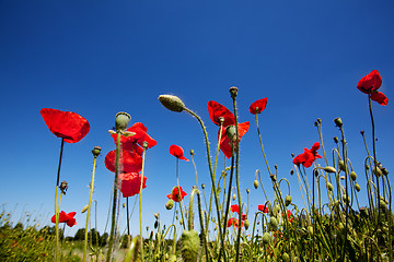 Image showing Corn Poppy Flowers Papaver rhoeas