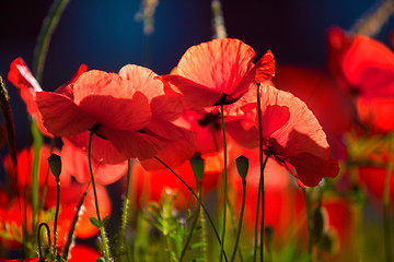 Image showing Corn Poppy Flowers Papaver rhoeas