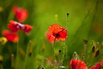 Image showing Corn Poppy Flowers Papaver rhoeas