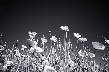 Image showing Corn Poppy Flowers Papaver rhoeas