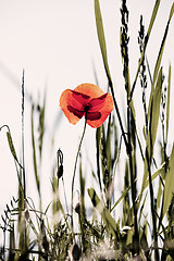 Image showing Corn Poppy Flowers Papaver rhoeas