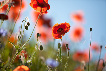 Image showing Corn Poppy Flowers Papaver rhoeas