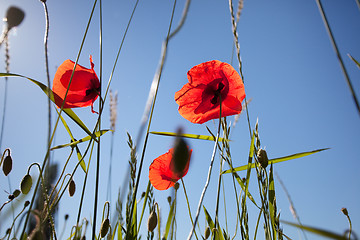 Image showing Corn Poppy Flowers Papaver rhoeas