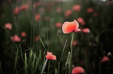 Image showing Corn Poppy Flowers Papaver rhoeas