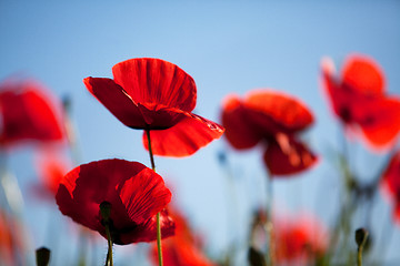 Image showing Corn Poppy Flowers Papaver rhoeas