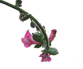 Image showing pink flower