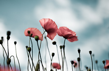 Image showing Corn Poppy Flowers Papaver rhoeas