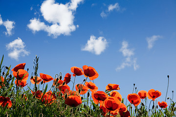 Image showing Corn Poppy Flowers Papaver rhoeas