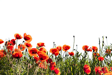 Image showing Corn Poppy Flowers Papaver rhoeas