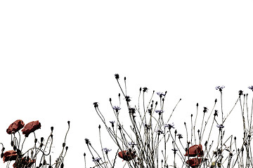 Image showing Corn Poppy Flowers Papaver rhoeas