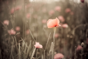 Image showing Corn Poppy Flowers Papaver rhoeas