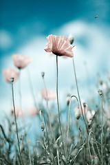 Image showing Corn Poppy Flowers Papaver rhoeas