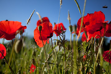 Image showing Corn Poppy Flowers Papaver rhoeas