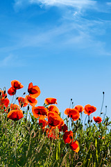 Image showing Corn Poppy Flowers Papaver rhoeas