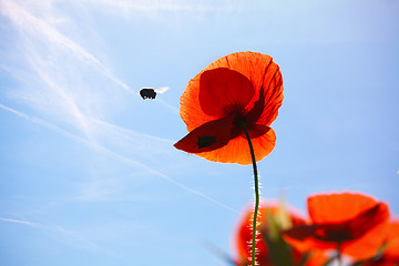 Image showing Corn Poppy Flowers Papaver rhoeas