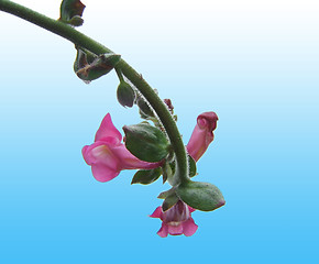 Image showing pink flower