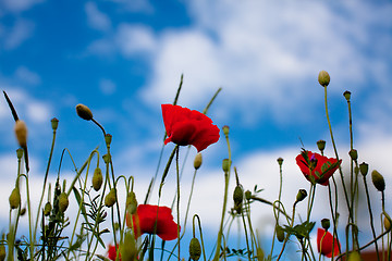 Image showing Corn Poppy Flowers Papaver rhoeas