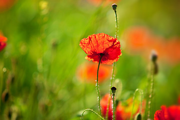 Image showing Corn Poppy Flowers Papaver rhoeas