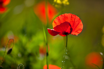 Image showing Corn Poppy Flowers Papaver rhoeas