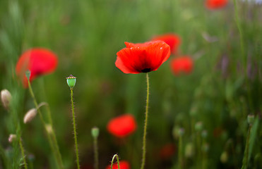 Image showing Corn Poppy Flowers Papaver rhoeas