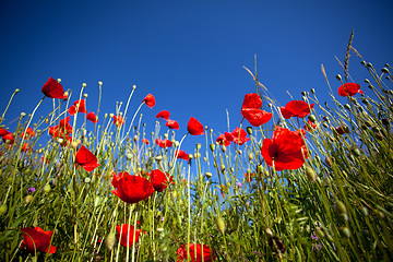 Image showing Corn Poppy Flowers Papaver rhoeas