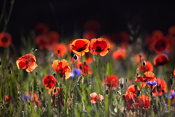 Image showing Corn Poppy Flowers Papaver rhoeas