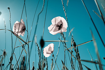 Image showing Corn Poppy Flowers Papaver rhoeas