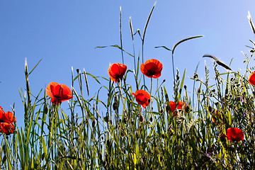 Image showing Corn Poppy Flowers Papaver rhoeas