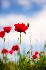 Image showing Corn Poppy Flowers Papaver rhoeas