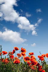 Image showing Corn Poppy Flowers Papaver rhoeas