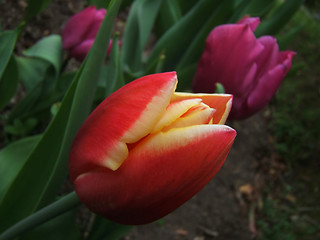 Image showing red tulip flower