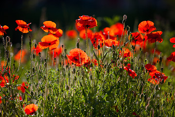 Image showing Corn Poppy Flowers Papaver rhoeas